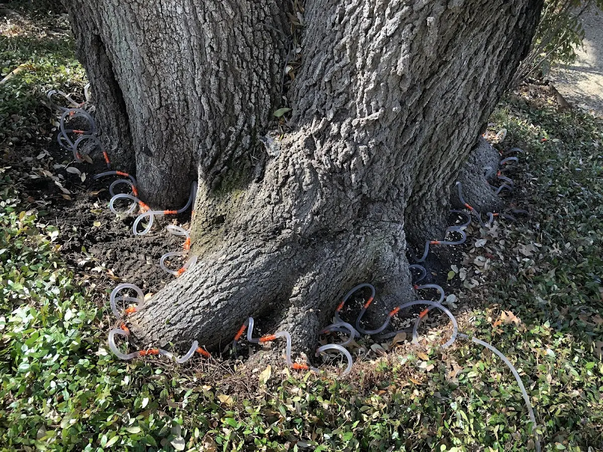 Detailed Tree Cabling and Bracing job site in Danville